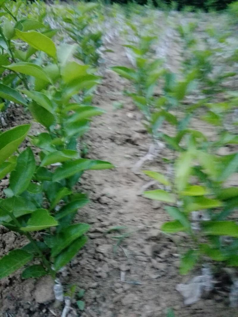 红桔桩头嫁接的春见苗，沃柑苗，高四十以上，泥浆保湿，薄膜
