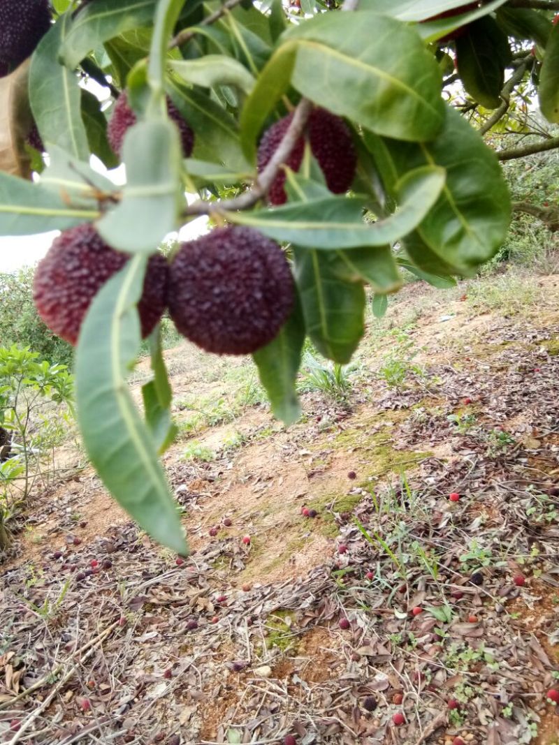 龙海杨梅2.5~3cm