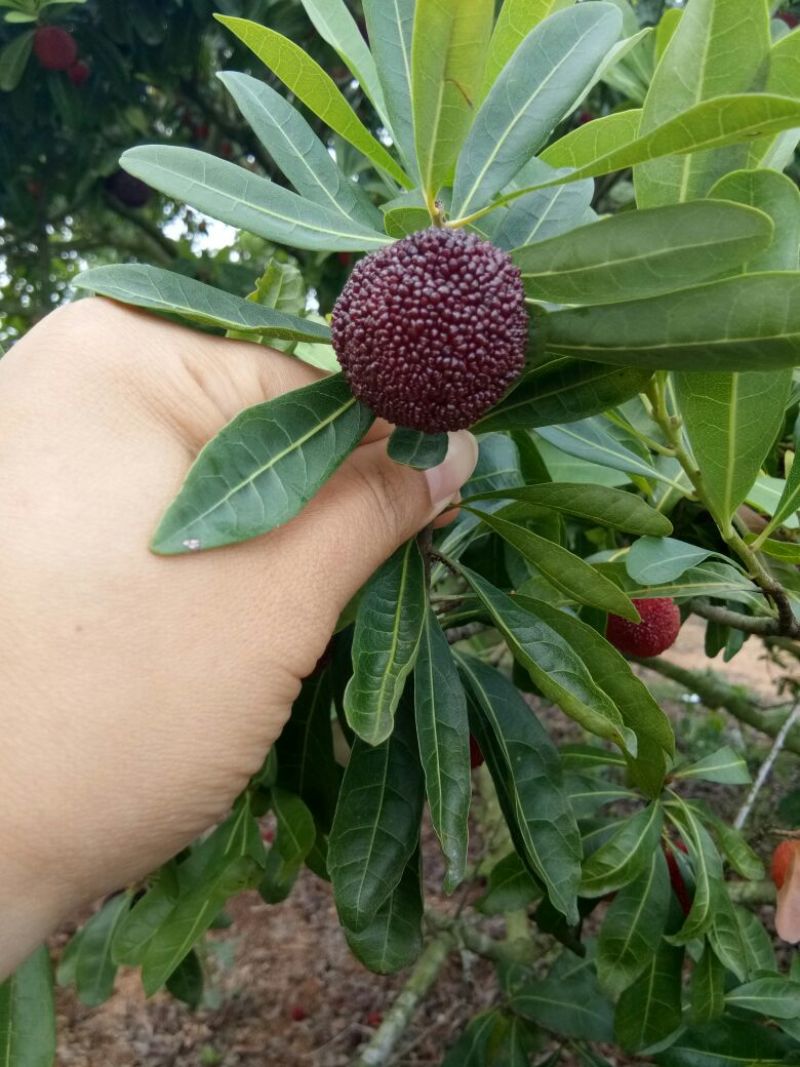 龙海杨梅2.5~3cm