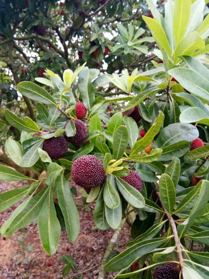 龙海杨梅2.5~3cm
