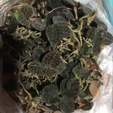 福建野生金线莲鲜货少量现货