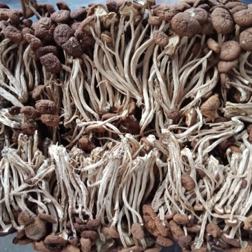 茶树菇