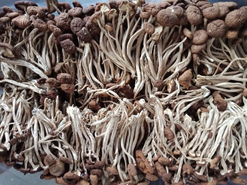 茶树菇