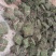 马尼拉草皮