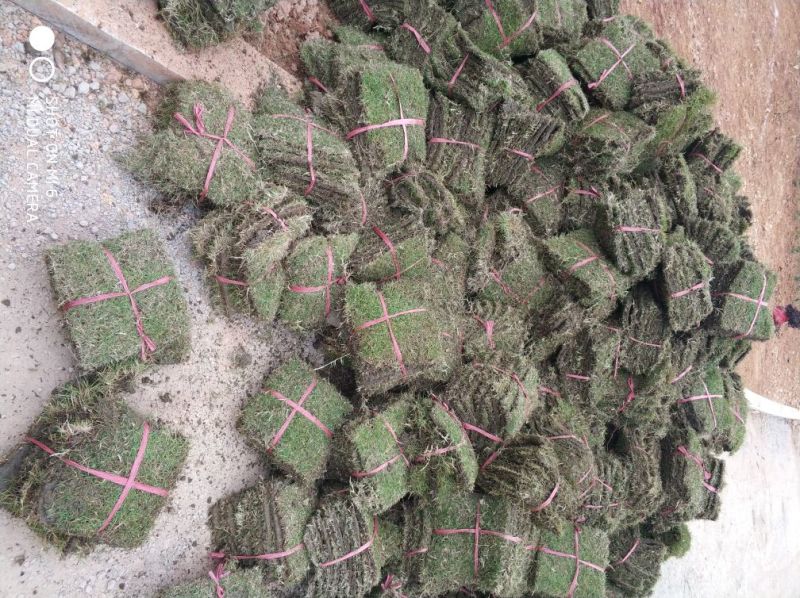 马尼拉草皮