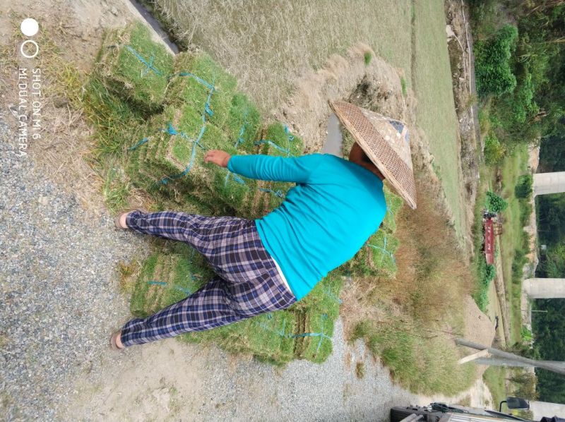 马尼拉草皮