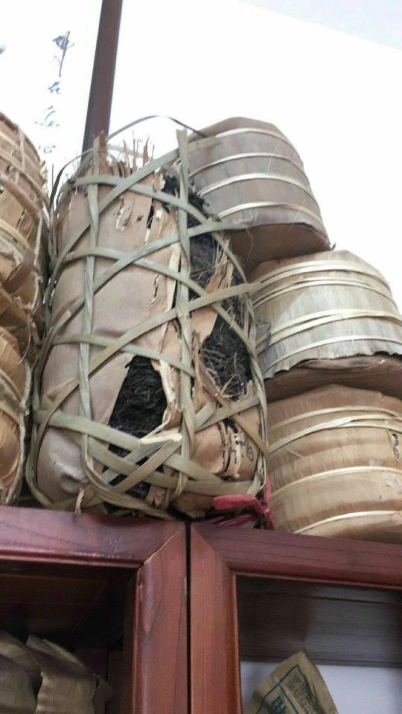 临沧小户赛古树