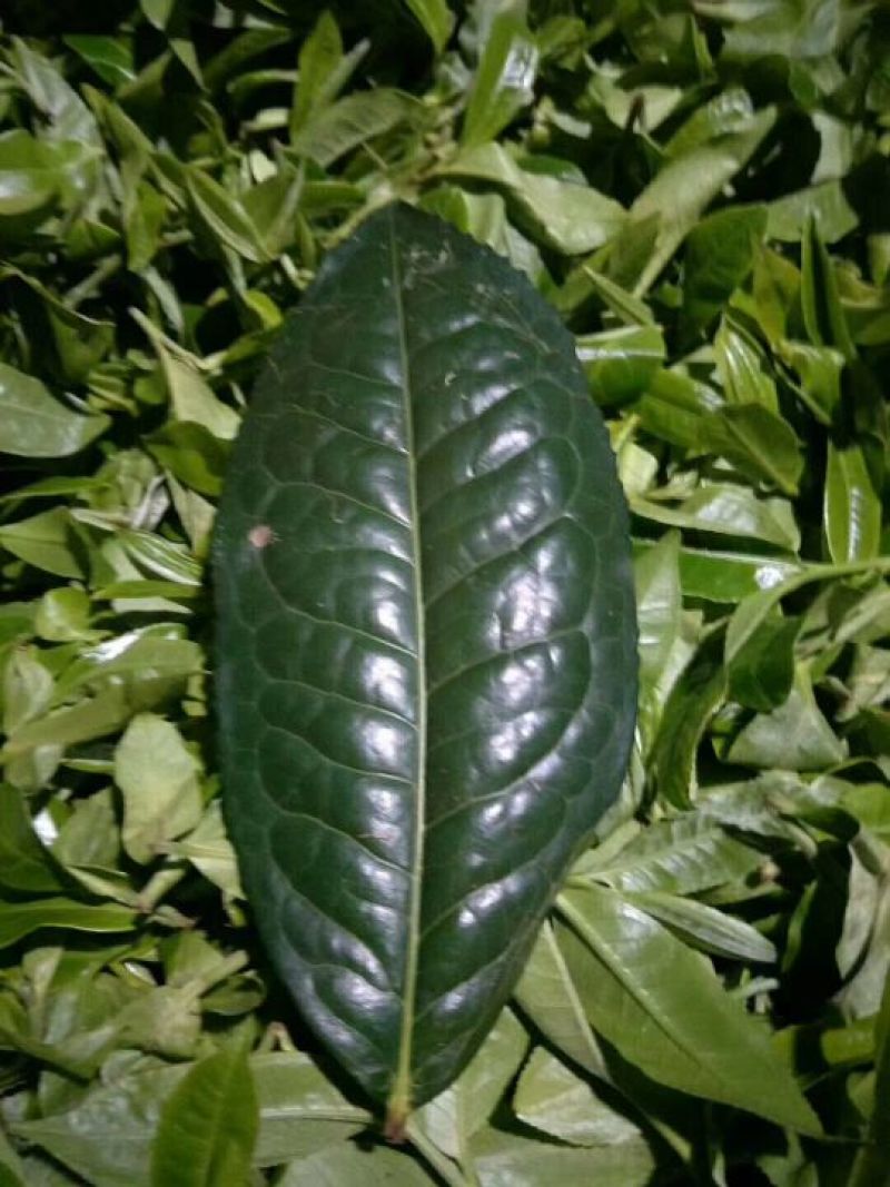 临沧小户赛古树