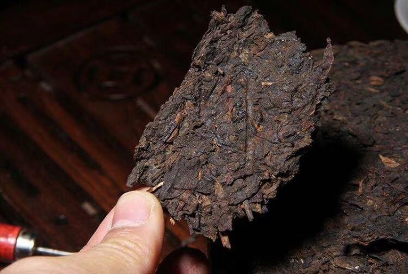 临沧小户赛古树