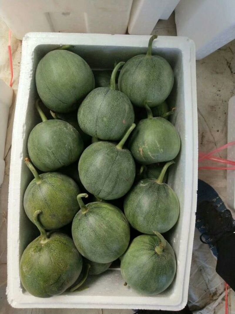 绿宝石山东费县大棚绿宝大量上市，沂蒙山基地