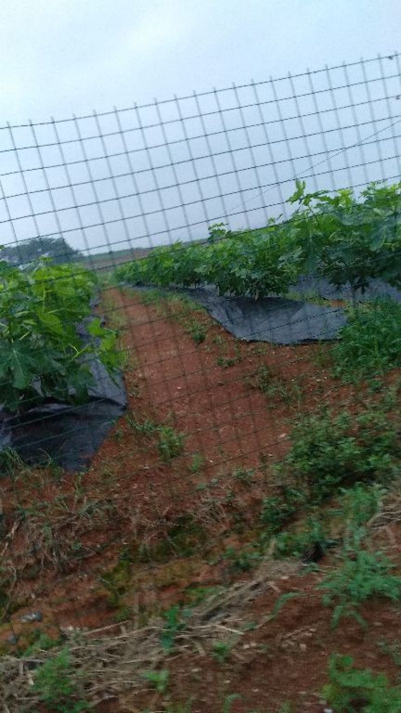 无花果苗