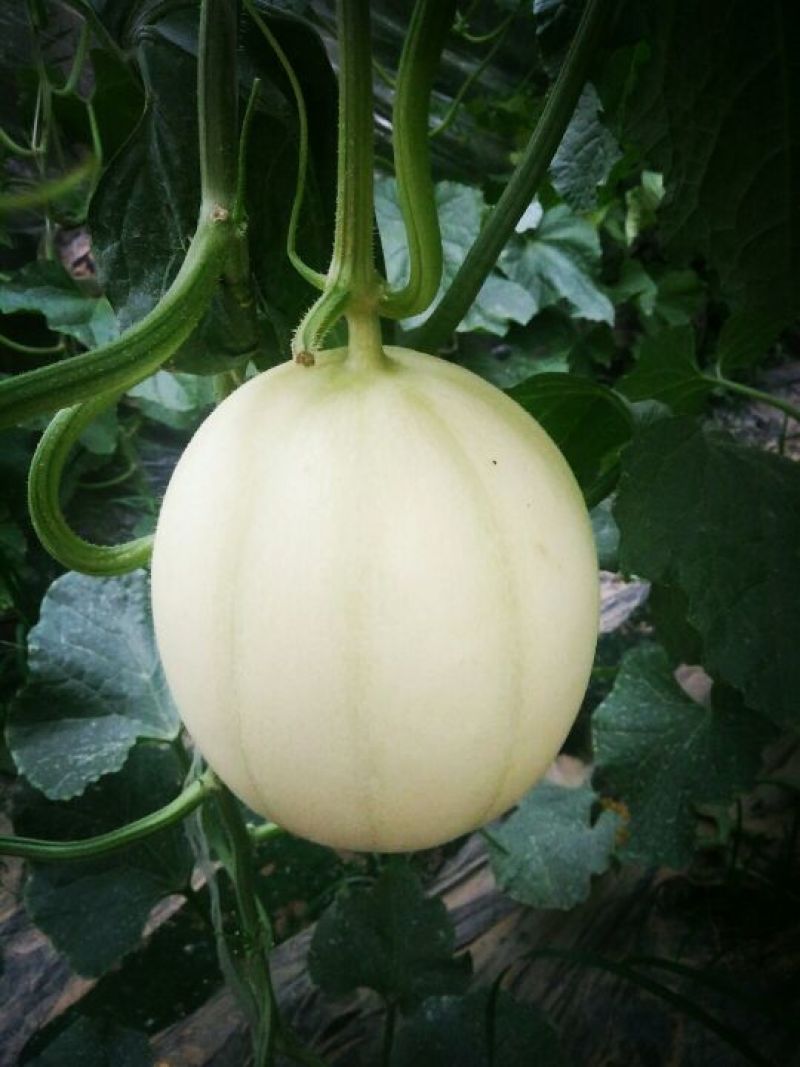 暖棚头茬东方蜜