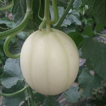 暖棚头茬东方蜜