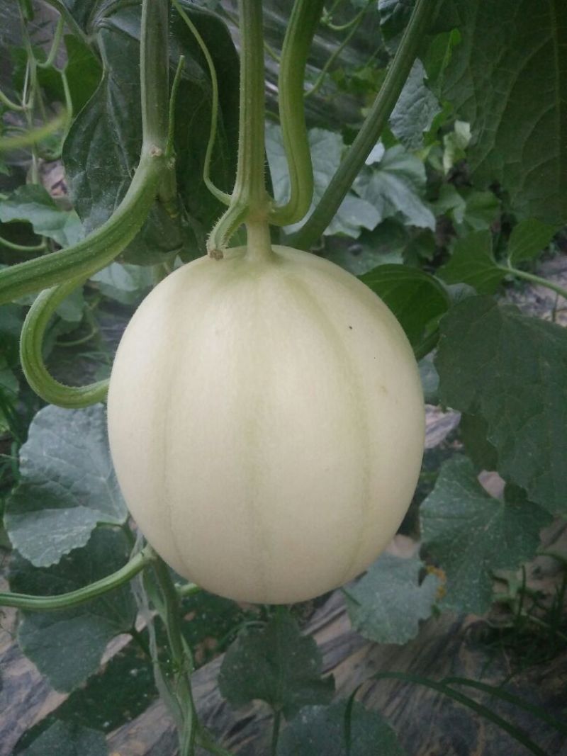暖棚头茬东方蜜