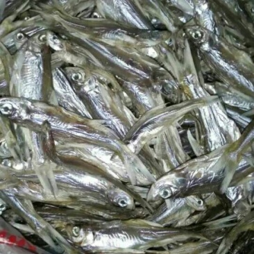 油炸和晒干的蓝刀鱼仔