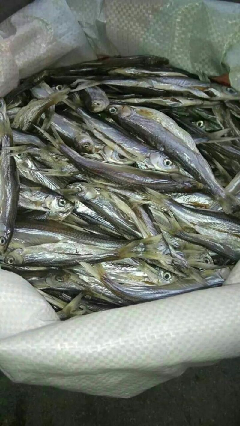 油炸和晒干的蓝刀鱼仔