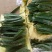 红心火龙果苗10~20cm种苗