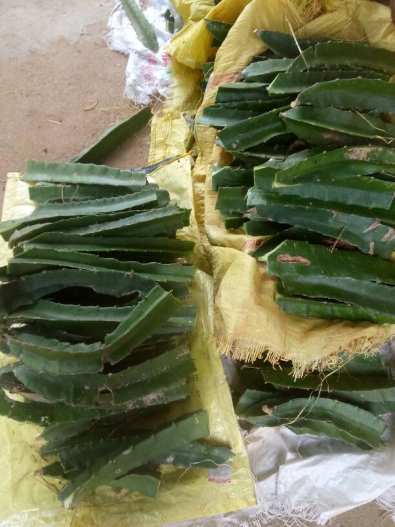 红心火龙果苗10~20cm种苗