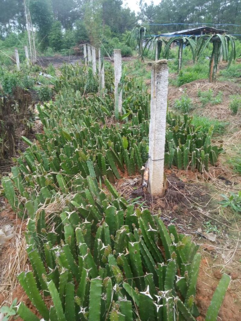红心火龙果苗10~20cm种苗