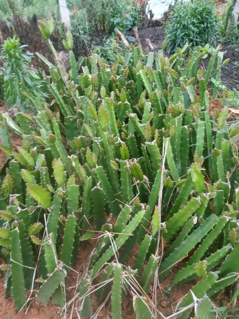 红心火龙果苗10~20cm种苗