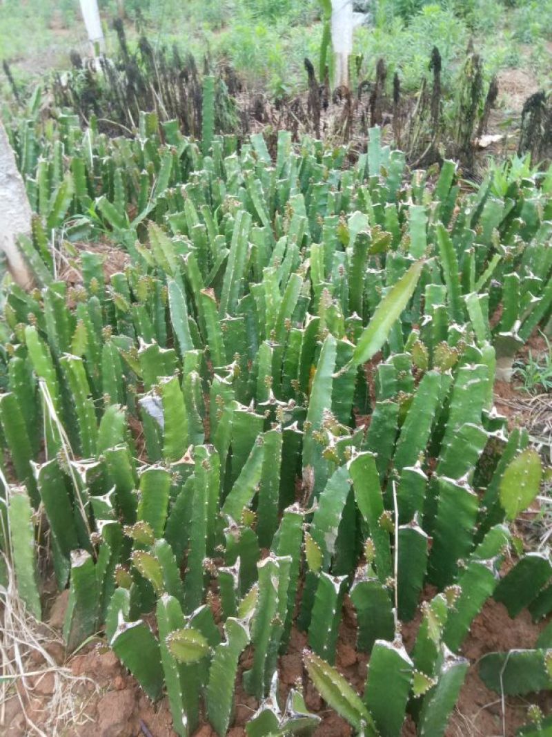 红心火龙果苗10~20cm种苗