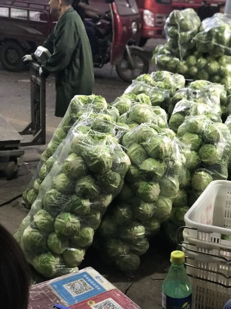 精品旺旺绿甘蓝1~2公斤个头匀称基地直销