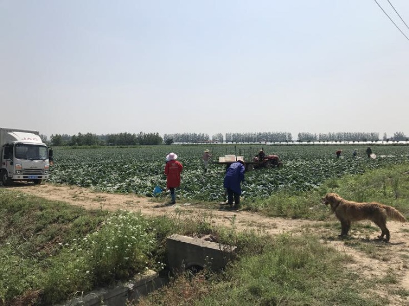 精品旺旺绿甘蓝1~2公斤个头匀称基地直销