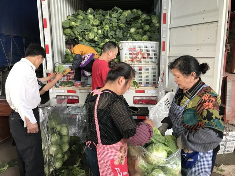 精品旺旺绿甘蓝1~2公斤个头匀称基地直销