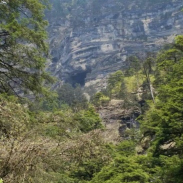 高山生态土黑猪