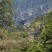 高山生态土黑猪