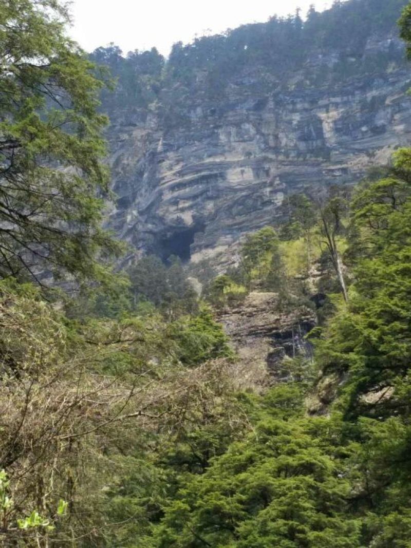 高山生态土黑猪