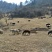 高山生态土黑猪