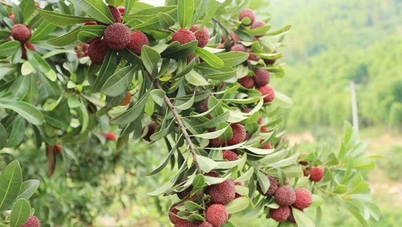 靖州杨梅，黑炭杨梅，杨梅，东愧杨梅