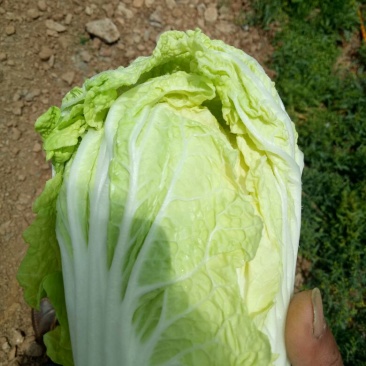 娃娃菜