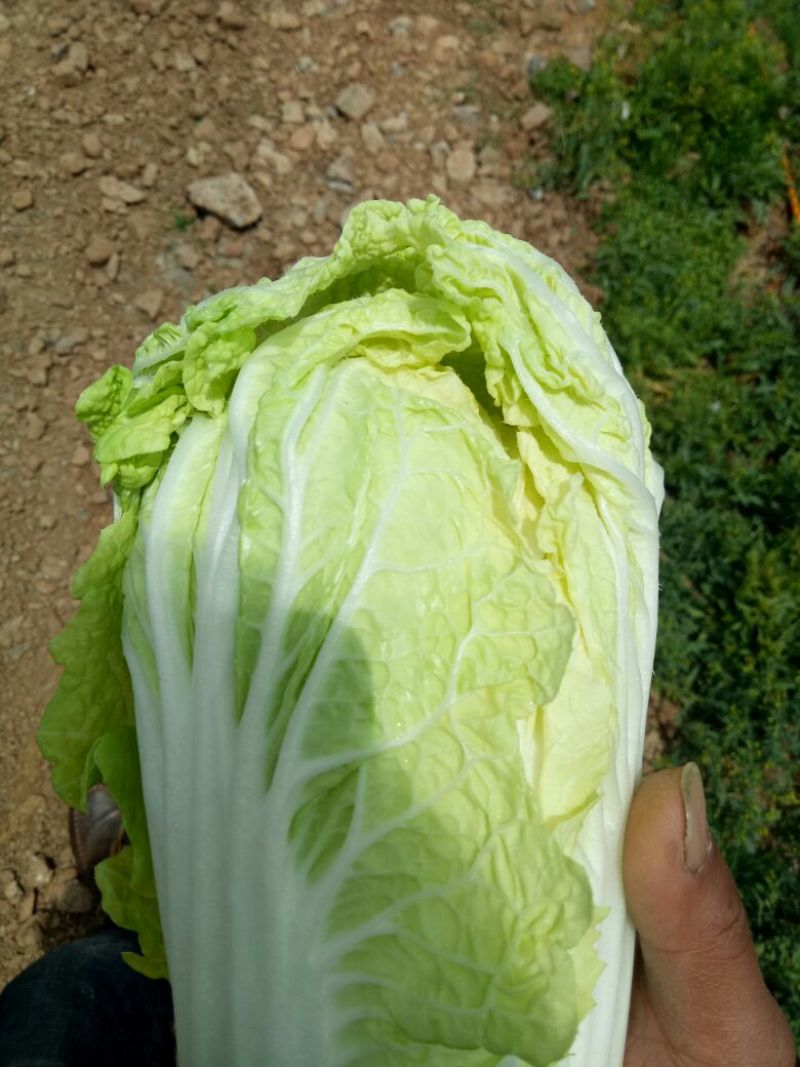 娃娃菜