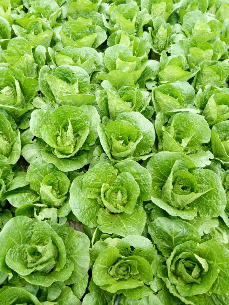 娃娃菜