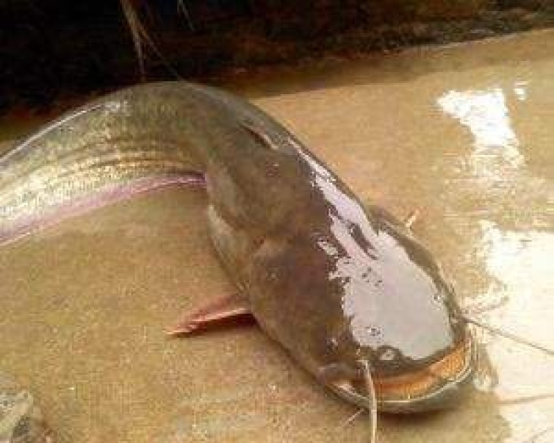 黄河鲶鱼野生