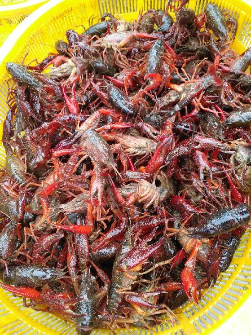 清水养殖鲜活龙虾