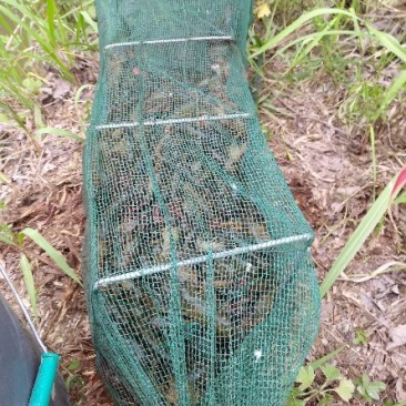 清水养殖鲜活龙虾