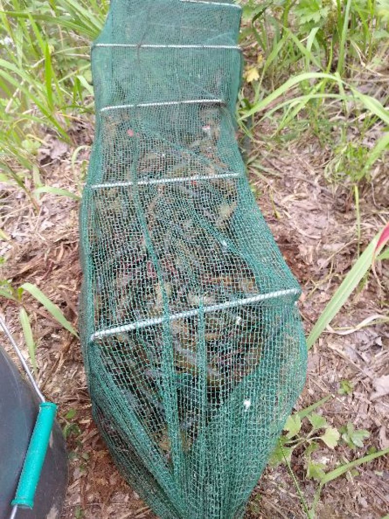 清水养殖鲜活龙虾