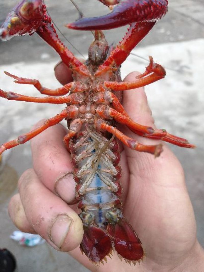 清水养殖鲜活龙虾