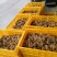 芦花鸡苗出壳苗35~45克雌基地直发货源充足