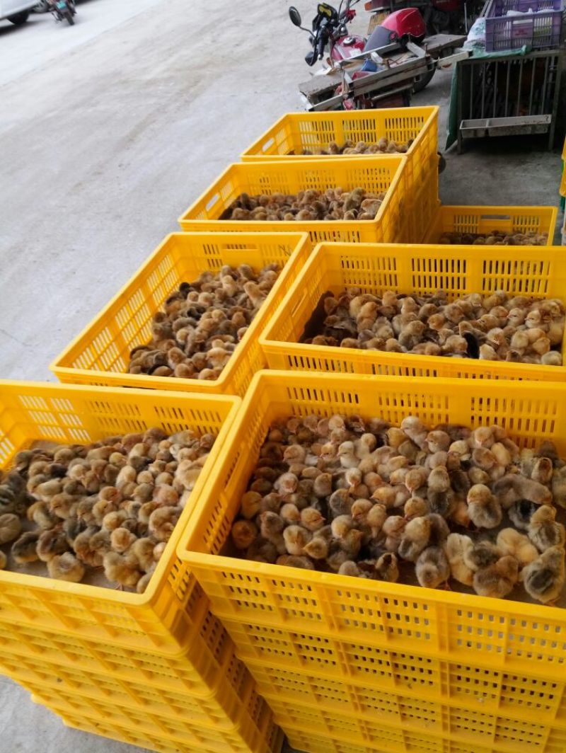 芦花鸡苗出壳苗35~45克雌基地直发货源充足