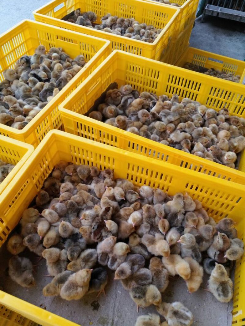 芦花鸡苗出壳苗35~45克雌基地直发货源充足