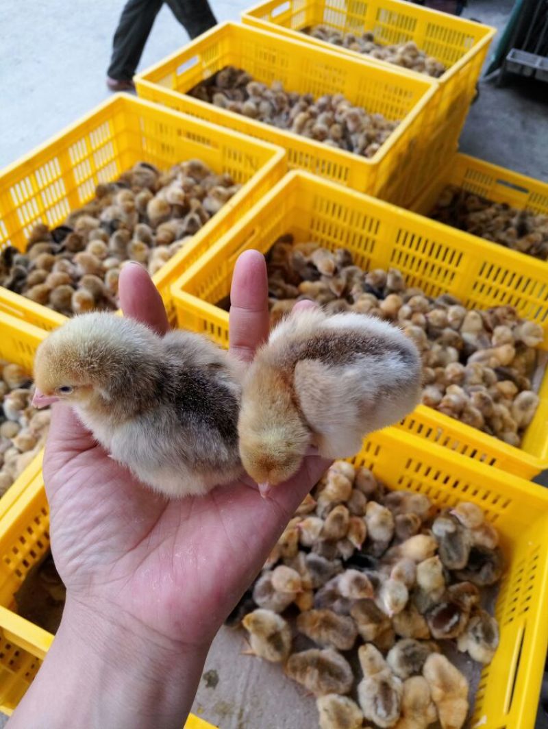 芦花鸡苗出壳苗35~45克雌基地直发货源充足