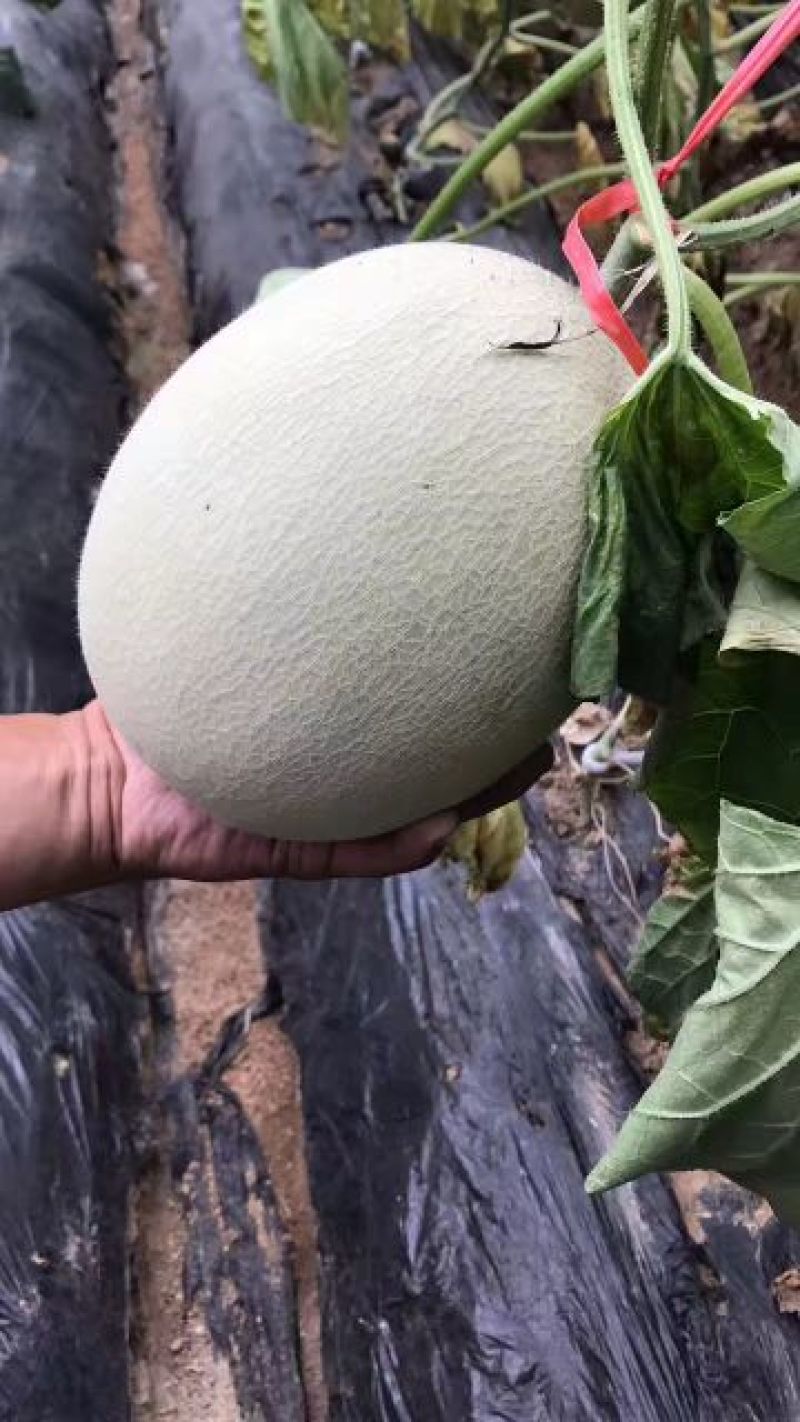 网纹瓜