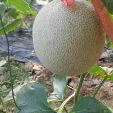 网纹瓜