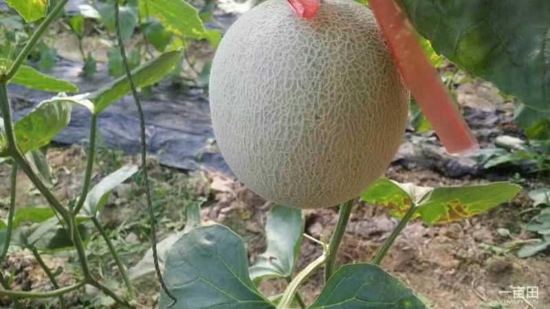 网纹瓜