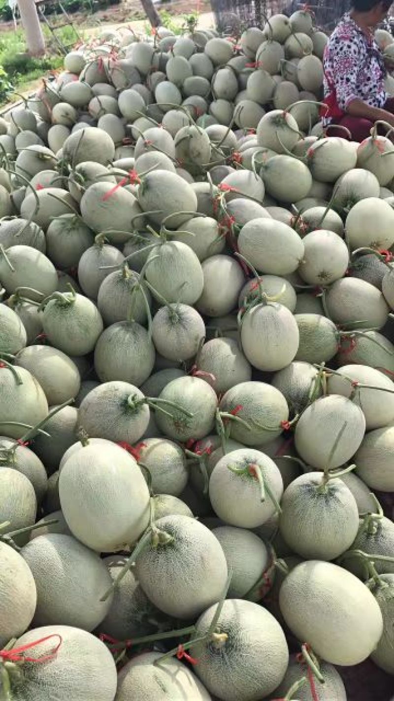 网纹瓜