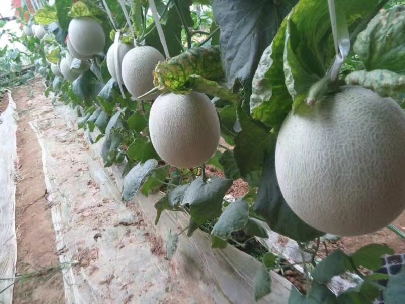网纹瓜